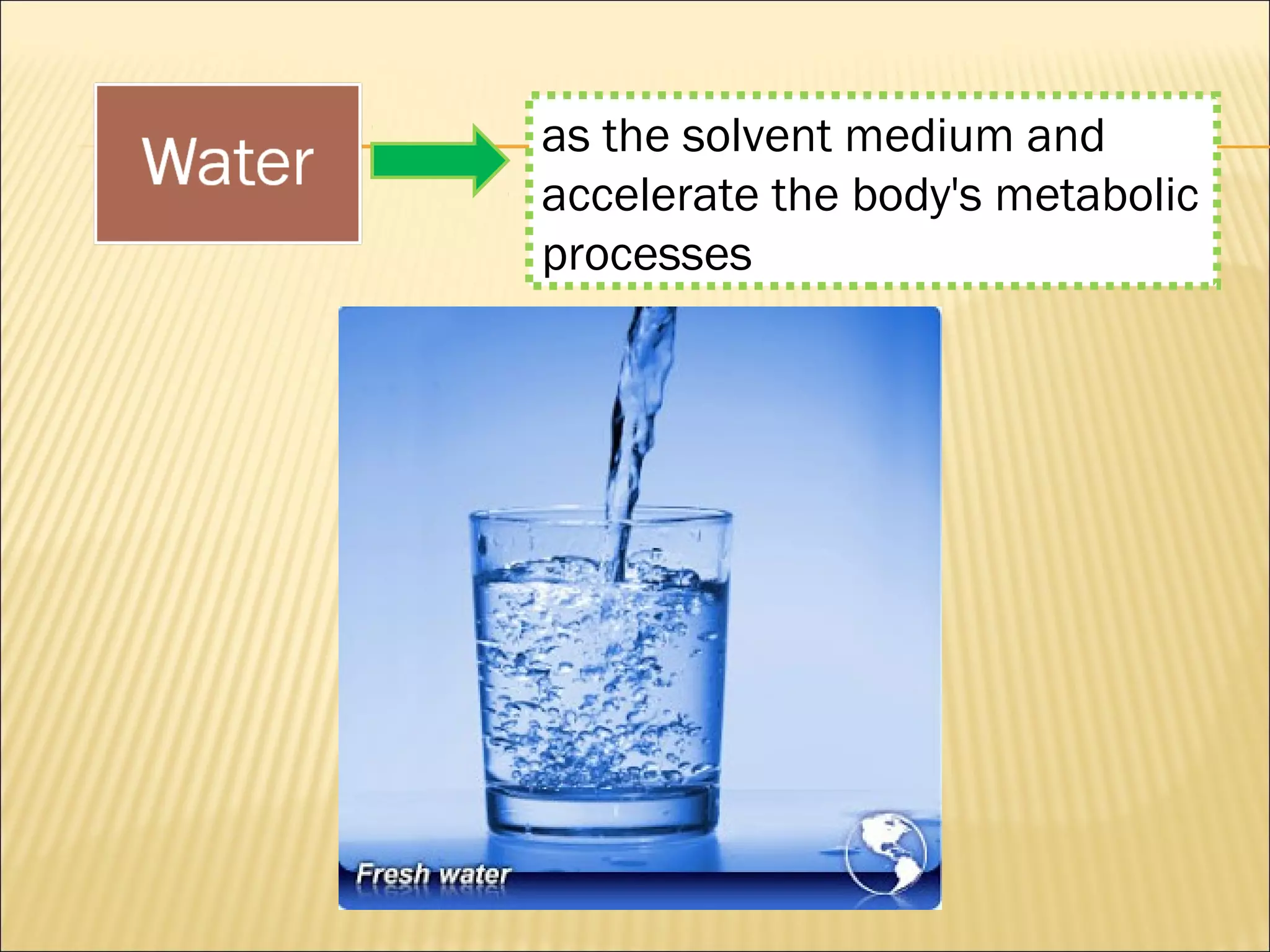 as the solvent medium and
accelerate the body's metabolic
processes