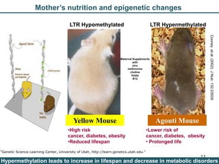 Nutrition Beyond Calories & the Role Trees can play