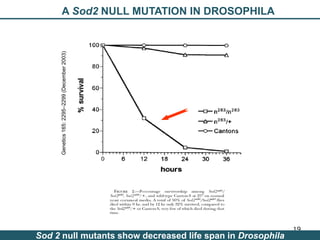 Nutrition Beyond Calories & the Role Trees can play