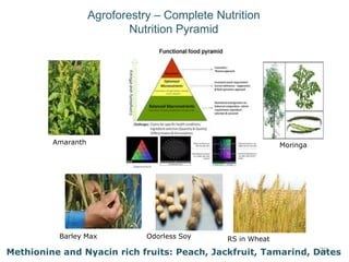 Nutrition Beyond Calories & the Role Trees can play