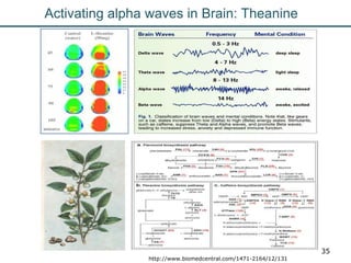 Nutrition Beyond Calories & the Role Trees can play