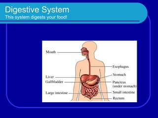 Digestive System
This system digests your food!
 