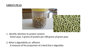 GREEN PEAS
1. Identify. Mention its protein content
Green peas. 5 grams of protein per 100 grams of green peas
2. What is digestibility co- efficient
A measure of the proportion of a feed that is digestible.
 