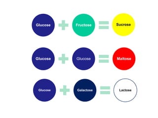 Glucose Fructose Sucrose
Glucose Glucose Maltose
Glucose Galactose Lactose
Disaccharides C6H22O11
 