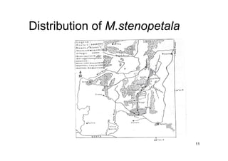11 
Distribution of M.stenopetala 
 