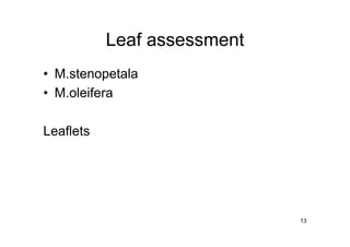 13 
Leaf assessment 
• M.stenopetala 
• M.oleifera 
Leaflets 
 