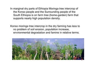 2 
In marginal dry parts of Ethiopia Moringa tree intercrop of 
the Konso people and the Surrounding people of the 
South Ethiopia is on farm tree (home-garden) farm that 
supports nearly high population density. 
Konso moringa tree intercrop in the dry farming has less to 
no problem of soil erosion, population increase, 
environmental degradation and famine in relative terms. 
 