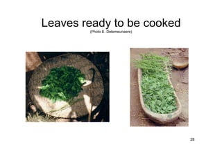 28 
Leaves ready to be cooked 
(Photo E. Delemeunaere) 
 