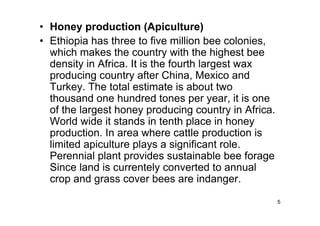 5 
• Honey production (Apiculture) 
• Ethiopia has three to five million bee colonies, 
which makes the country with the highest bee 
density in Africa. It is the fourth largest wax 
producing country after China, Mexico and 
Turkey. The total estimate is about two 
thousand one hundred tones per year, it is one 
of the largest honey producing country in Africa. 
World wide it stands in tenth place in honey 
production. In area where cattle production is 
limited apiculture plays a significant role. 
Perennial plant provides sustainable bee forage 
Since land is currentely converted to annual 
crop and grass cover bees are indanger. 
 