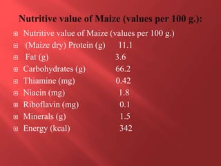  Nutritive value of Maize (values per 100 g.)
 (Maize dry) Protein (g) 11.1
 Fat (g) 3.6
 Carbohydrates (g) 66.2
 Thiamine (mg) 0.42
 Niacin (mg) 1.8
 Riboflavin (mg) 0.1
 Minerals (g) 1.5
 Energy (kcal) 342
 