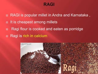  RAGI is popular millet in Andra and Karnataka ,
 It is cheapest among millets
 Ragi flour is cooked and eaten as porridge
 Ragi is rich in calcium
 