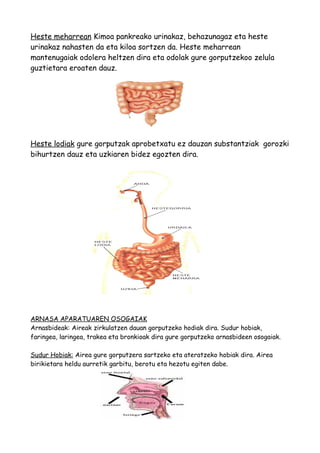 Heste meharrean Kimoa pankreako urinakaz, behazunagaz eta heste
urinakaz nahasten da eta kiloa sortzen da. Heste meharrean
mantenugaiak odolera heltzen dira eta odolak gure gorputzekoo zelula
guztietara eroaten dauz.
Heste lodiak gure gorputzak aprobetxatu ez dauzan substantziak gorozki
bihurtzen dauz eta uzkiaren bidez egozten dira.
ARNASA APARATUAREN OSOGAIAK
Arnasbideak: Aireak zirkulatzen dauan gorputzeko hodiak dira. Sudur hobiak,
faringea, laringea, trakea eta bronkioak dira gure gorputzeko arnasbideen osogaiak.
Sudur Hobiak: Airea gure gorputzera sartzeko eta ateratzeko hobiak dira. Airea
birikietara heldu aurretik garbitu, berotu eta hezotu egiten dabe.
 