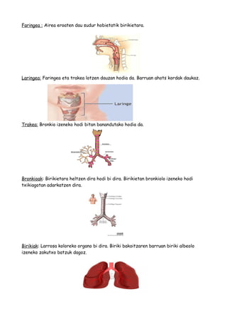 Faringea : Airea eroaten dau sudur hobietatik birikietara.
Laringea: Faringea eta trakea lotzen dauzan hodia da. Barruan ahots kordak daukaz.
Trakea: Bronkio izeneko hodi bitan banandutako hodia da.
Bronkioak: Birikietara heltzen dira hodi bi dira. Birikietan bronkiolo izeneko hodi
txikiagotan adarkatzen dira.
Birikiak: Larrosa koloreko organo bi dira. Biriki bakoitzaren barruan biriki albeolo
izeneko zakutxo batzuk dagoz.
 
