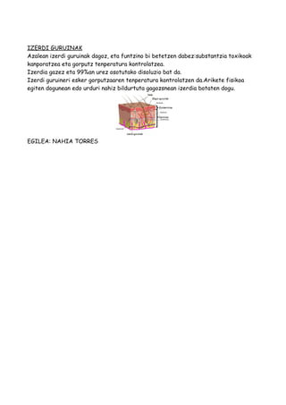 IZERDI GURUINAK
Azalean izerdi guruinak dagoz, eta funtzino bi betetzen dabez:substantzia toxikoak
kanporatzea eta gorputz tenperatura kontrolatzea.
Izerdia gazez eta 99%an urez osotutako disoluzio bat da.
Izerdi guruineri esker gorputzaaren tenperatura kontrolatzen da.Arikete fisikoa
egiten dogunean edo urduri nahiz bildurtuta gagozsnean izerdia botaten dogu.
EGILEA: NAHIA TORRES
 