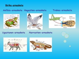 Birika-arnasketa

Anfibio-arnasketa Hegaztien-arnasketa        Trakea-arnasketa




Ugaztunen-arnasketa   Narrastien-arnasketa
 