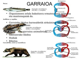 GARRAIOA
• Organismoen zelula bakoitzera ermaten duen oxigenoa
  eta mantenugaiak da.

• Garraioko likidoa barnealdetik zirkulatzen duena da
  (uraz eta proteinaz osatuta dago)

•   Subtantzien garraioa animalietan:
•   Garraiorako likidoa
•   Hodiak
•   Bihotza
 