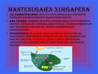 Mantenugaien xurgapena
• ile xurgatzaileak: ura eta gatz Mineralak lurzorutik
  sustraien barnealderantz igarotzeari diritzo
• gas trukea: karbono dioxidoa ezinbestekoa da fotosintesia
  egiteko, prozesuan oxigenoa askatzen da. oxigeno horren zati
  bat arnasketa egiteko da, bestea atMosferara
  kanporatzeko
• fotosintesia:zelulen kloroplastoetan gertatzen da,
  eguzkiaren argi energia xurgatzeko gai den pigMentu bat
  baitago haietan, klorofila. izerdi landua sortzen da.
  oxigenoa ere kanporatzen da izaki bizidunek arnasketa
  egiteko.
 
