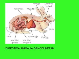 DIGESTIOA ANIMALIA ORNODUNETAN