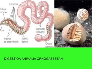DIGESTIOA ANIMALIA ORNOGABEETAN