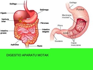 DIGESTIO APARATU MOTAK