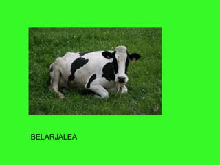 BELARJALEA