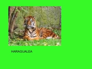 HARAGIJALEA