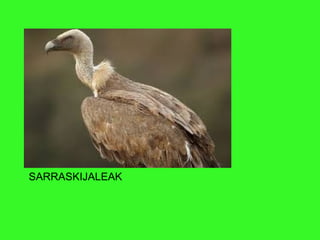 SARRASKIJALEAK