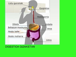 DIGESTIOA GIZAKIETAN