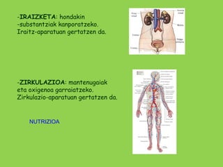 -IRAIZKETA: hondakin
-substantziak kanporatzeko.
Iraitz-aparatuan gertatzen da.




-ZIRKULAZIOA: mantenugaiak
eta oxigenoa garraiatzeko.
Zirkulazio-aparatuan gertatzen da.


    NUTRIZIOA
 