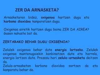 ZER DA ARNASKETA?
Arnasketaren bidez, oxigenoa hartzen       dugu   eta
karbono dioxidoa kanporatzen dugu.

Oxigenoa airetik hartzen dugu baina ZER DA AIREA?
Gasen nahaste bat da.

ZERTARAKO BEHAR DUGU OXIGENOA?

Zelulek oxigenoa behar dute energia lortzeko. Zelulek
oxigenoa mantenugaiekin konbinatzen dute eta horrela,
energia lortzen dute. Prozesu hori zelula-arnasketa deitzen
da.
Zelula-arnasketan karbono dioxidoa sortzen da eta
kanporatu behar da.
 