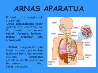 ARNAS APARATUA
Bi atal    ditu: arnasbideak
eta birikak.
-Airea arnasbideetan zehar
sartzen eta ateratzen da.
Zati hauek ditu: sudur-
hobiak, faringea, laringea,
trakea,      bronkioak   eta
bronkioloak.

- Birikak bi organo dira eta
haien barruan gas-trukea
(oxigenoa hartu eta karbono
dioxidoa          kanporatu)
gertatzen da. Birikak kutxa
torazikoaren           bidez
babestuta daude.
 