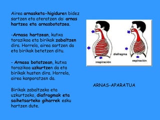 Airea arnasketa-higiduren bidez
sartzen eta ateratzen da: arnas
hartzea eta arnasbotatzea.

-Arnasa hartzean, kutxa
torazikoa eta birikak zabaltzen
dira. Horrela, airea sartzen da
eta birikak betetzen ditu.

- Arnasa botatzean, kutxa
torazikoa uzkurtzen da eta
birikak husten dira. Horrela,
airea kanporatzen da.
                                  ARNAS-APARATUA
Birikak zabaltzeko eta
uzkurtzeko, diafragmak eta
saihetsarteko giharrek esku
hartzen dute.
 