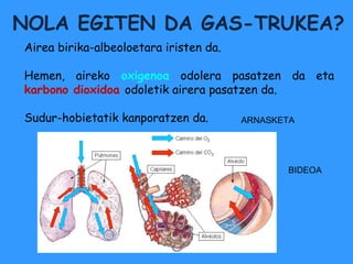 NOLA EGITEN DA GAS-TRUKEA?
Airea birika-albeoloetara iristen da.

Hemen, aireko oxigenoa odolera pasatzen da eta
karbono dioxidoa odoletik airera pasatzen da.

Sudur-hobietatik kanporatzen da.        ARNASKETA




                                               BIDEOA
 