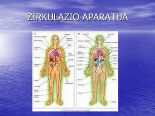 ZIRKULAZIO APARATUA
 