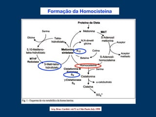 Formação da Homocisteina
 