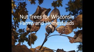Nut Trees for Wisconsin
Farms and Homesteads
 