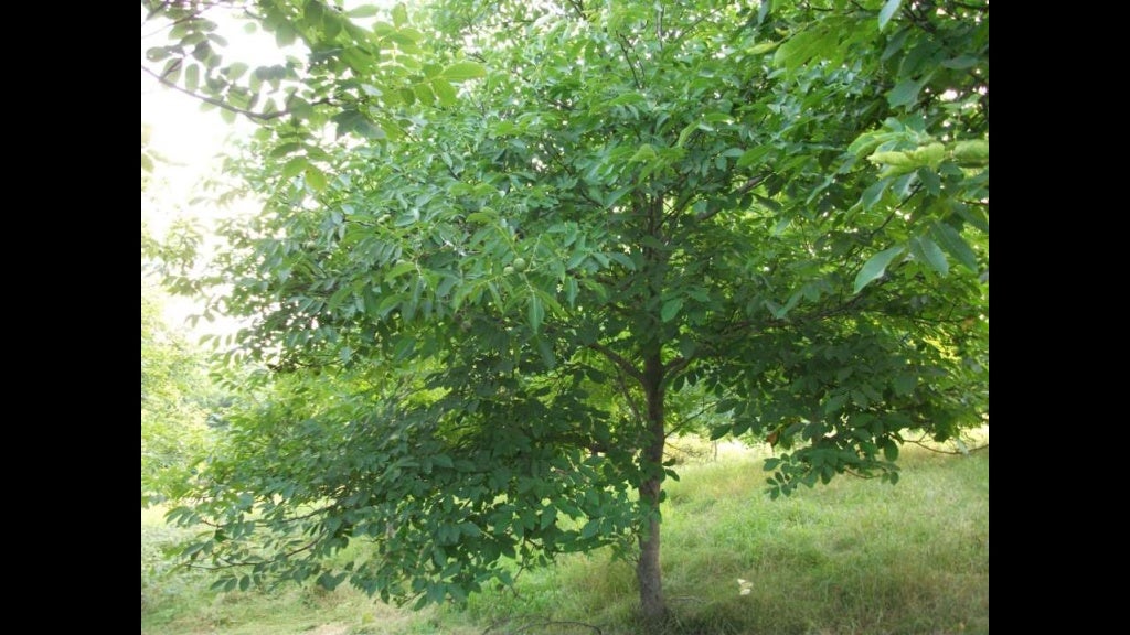 Nut trees for wisconsin farms and homesteads