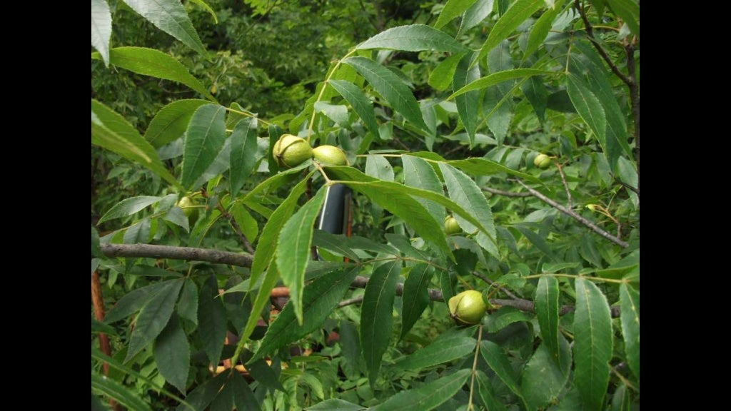 Nut trees for wisconsin farms and homesteads