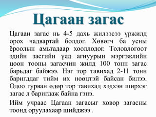 Цагаан загас
Цагаан загас нь 4-5 дахь жилээсээ үржилд
орох чадвартай болдог. Хөвөгч ба усны
ёроолын амьтадаар хооллодог. Төлөвлөгөөт
эдийн засгийн үед агнуурын мэргэжлийн
цөөн тооны загасчин жилд 100 тонн загас
барьдаг байжээ. Нэг тор тавихад 2-11 тонн
баригддаг тийм их нөөцтэй байсан билээ.
Одоо гурван өдөр тор тавихад хэдхэн ширхэг
загас л баригдаж байна гэнэ.
Ийм учраас Цагаан загасыг ховор загасны
тоонд оруулахаар шийджээ .
 