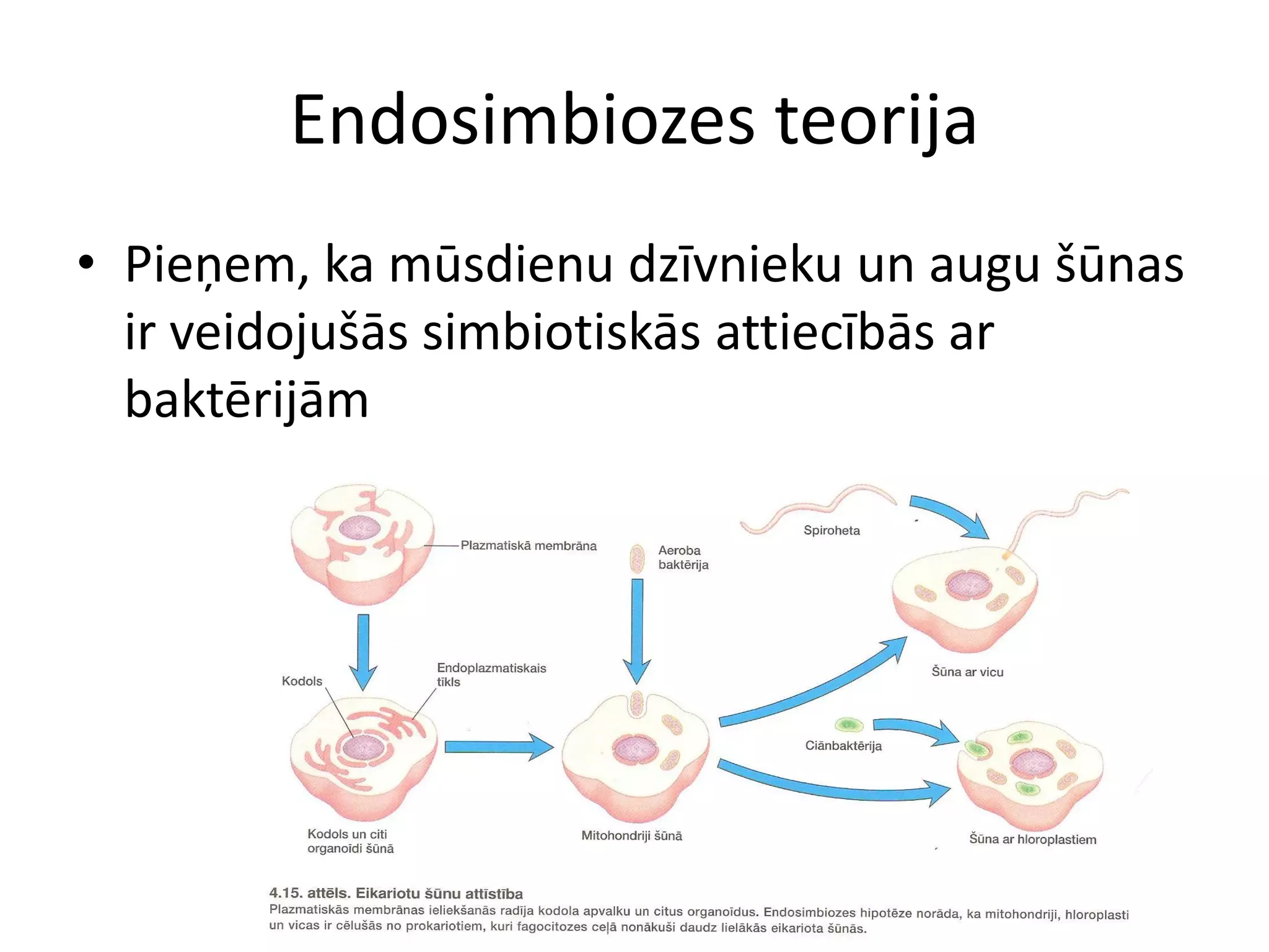 šūNu uzbūve un funkcijas | PDF