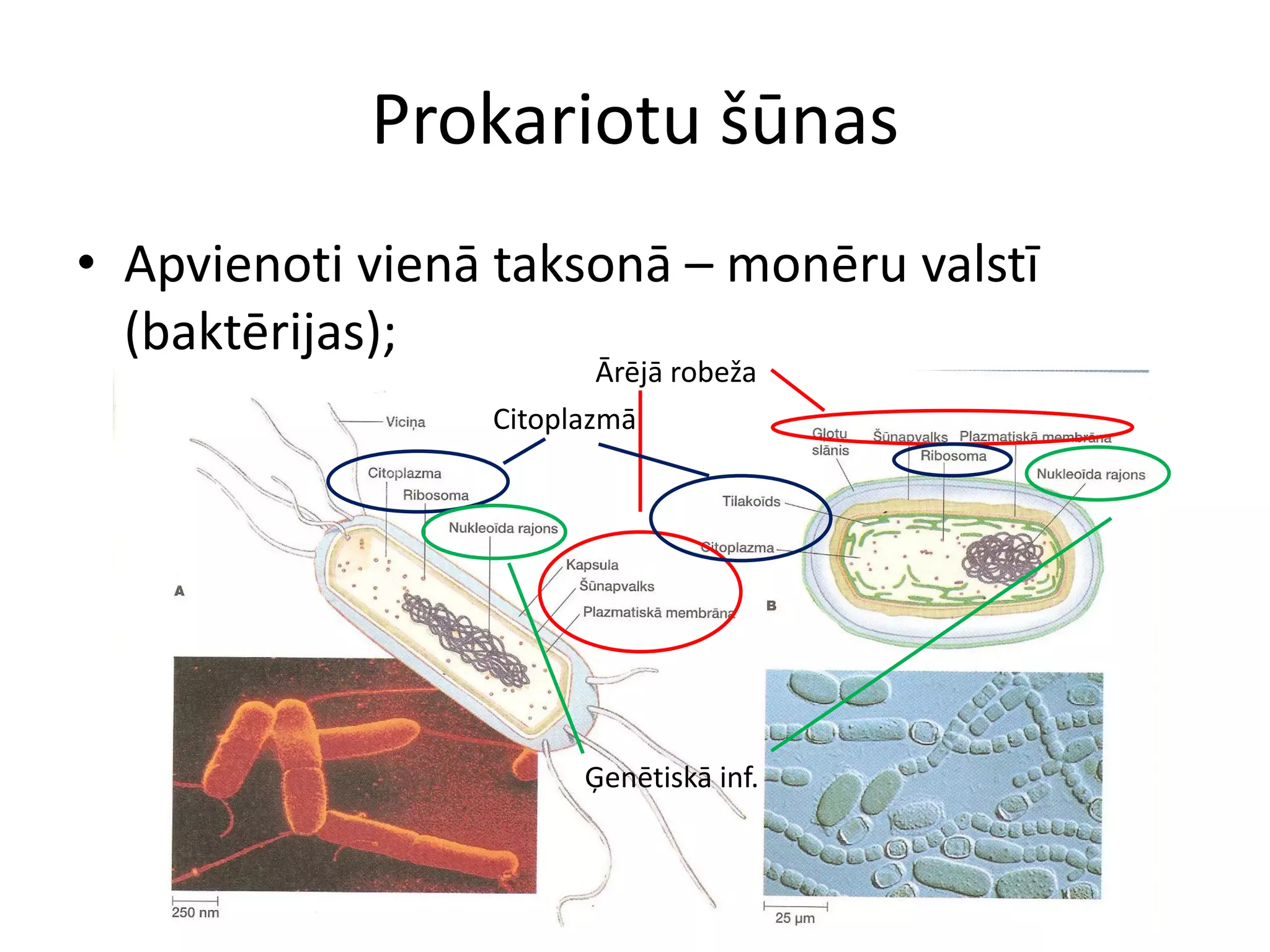 šūNu uzbūve un funkcijas | PDF