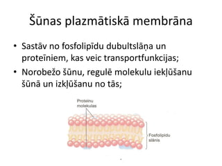 šūNu uzbūve un funkcijas | PDF