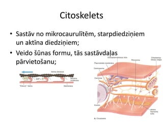 šūNu uzbūve un funkcijas | PDF