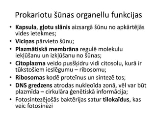 šūNu uzbūve un funkcijas | PDF
