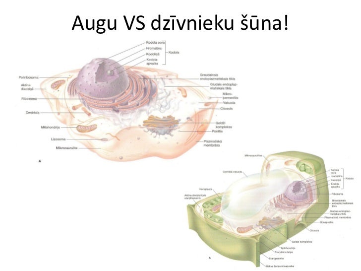 šūNu uzbūve un funkcijas