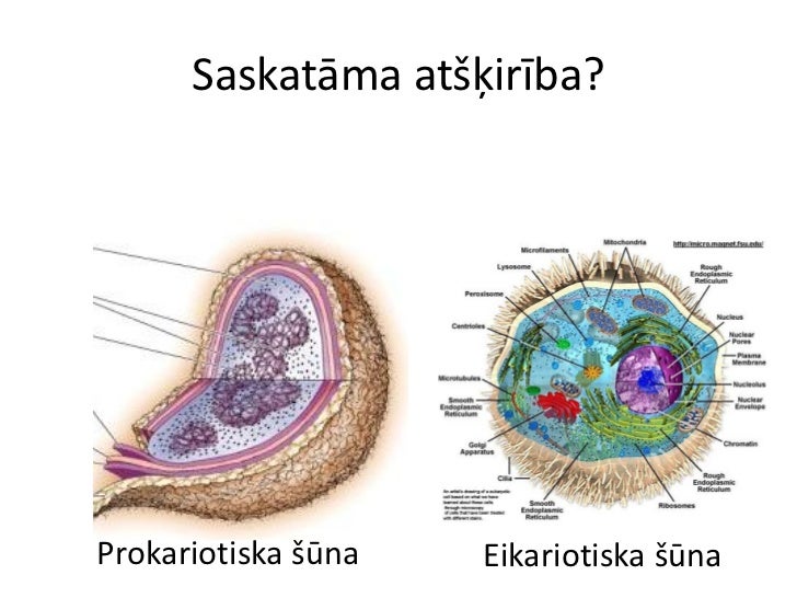 šūNu uzbūve un funkcijas