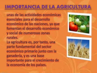 IMPORTANCIA DE LA AGRICULTURA 
unas de las actividades económicas 
esenciales para el desarrollo 
económico de las naciones, ya que 
fomentan el desarrollo económico 
y social de numerosas zonas 
rurales. 
La agricultura es, por tanto, una 
parte fundamental del sector 
económico primario junto con la 
ganadería, y es una base 
importante para el crecimiento de 
la economía de los países. 
 