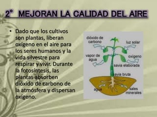 2°MEJORAN LA CALIDAD DEL AIRE 
• Dado que los cultivos 
son plantas, liberan 
oxígeno en el aire para 
los seres humanos y la 
vida silvestre para 
respirar y vivir. Durante 
la fotosíntesis, las 
plantas absorben 
dióxido de carbono de 
la atmósfera y dispersan 
oxígeno. 
 