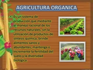 • Es un sistema de 
producción que mediante 
el manejo racional de los 
recursos naturales, sin la 
utilización de productos de 
síntesis química, brinde 
alimentos sanos y 
abundantes, mantenga o 
incremente la fertilidad del 
suelo y la diversidad 
biológica. 
