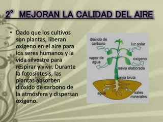 2°MEJORAN LA CALIDAD DEL AIRE 
• Dado que los cultivos 
son plantas, liberan 
oxígeno en el aire para 
los seres humanos y la 
vida silvestre para 
respirar y vivir. Durante 
la fotosíntesis, las 
plantas absorben 
dióxido de carbono de 
la atmósfera y dispersan 
oxígeno. 
 